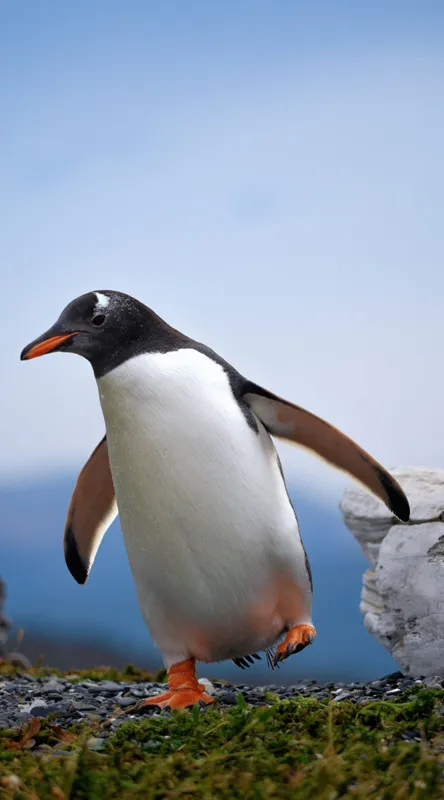 Tablou Canvas, "Pinguin în căutarea aventurii polare", Pinguin, Drum, Iarbă, Cer, Stâncă, Aripi, Ușor, Echilibru, Frig, Antarctic., 50 x 90 cm – poza 2