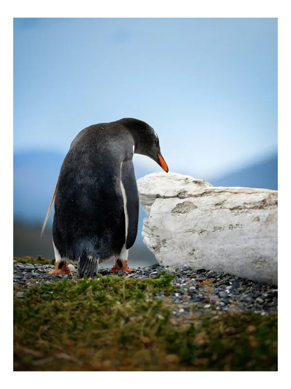 Tablou Canvas, "Pinguin privind spre orizontul vast", Pinguin, Pietriș, Cer, Verdeață, Roche., 100 x 100 cm