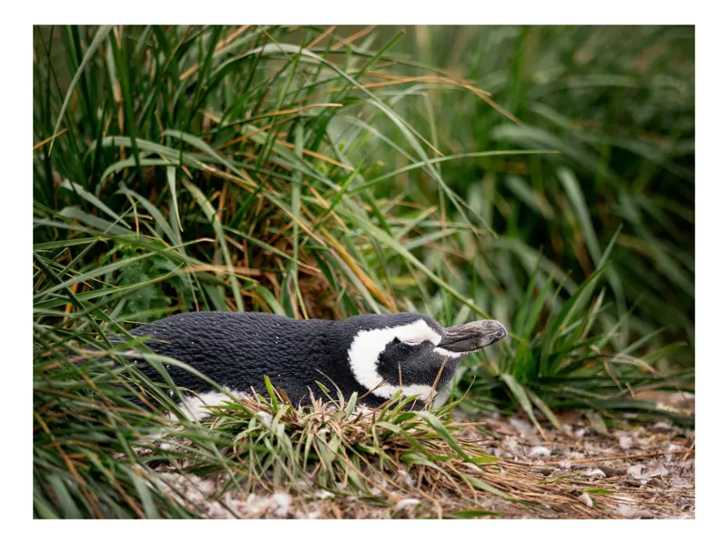 Tablou Canvas, "Pinguin odihnindu-se printre ierburi", Penguin, Grass, Resting, Nature, Wildlife, Peaceful, Outdoors, 39 x 26 cm