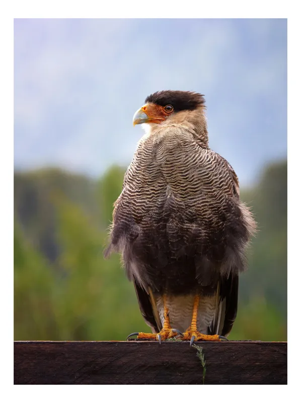 Tablou Canvas, "Prădătorul privirilor agere în zare", Majestic, Regal, Alert, Perched, Feathered, Observant, 39 x 54 cm