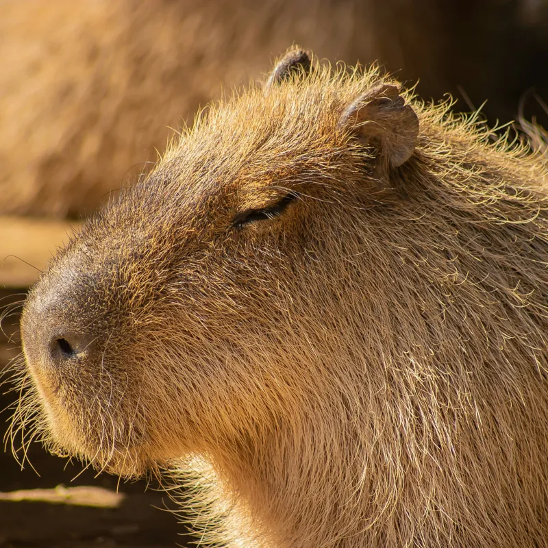 Tablou Canvas, "Capybara relaxându-se în soare", 100 x 100 cm – poza 2