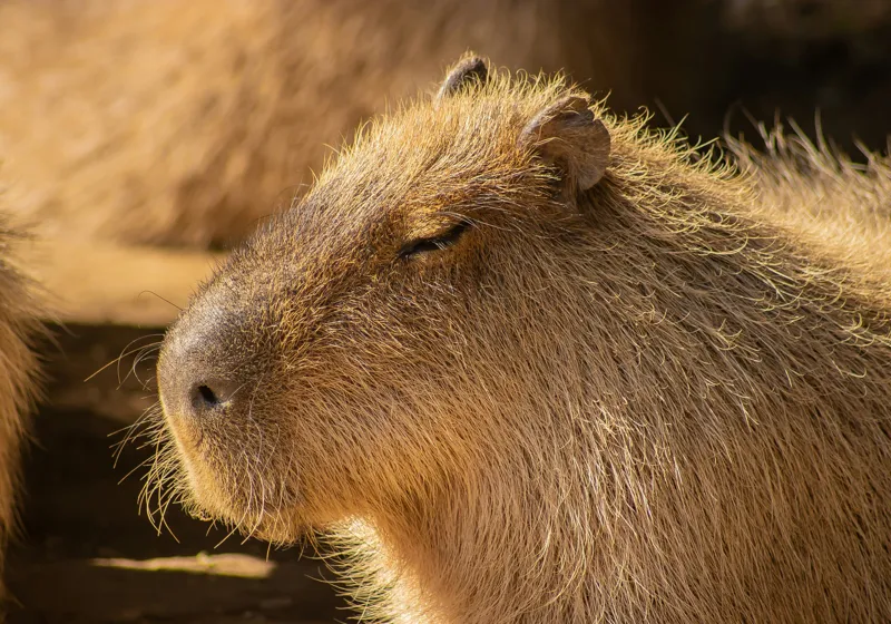 Tablou Canvas, "Capybara relaxându-se în soare", 100 x 70 cm – poza 2