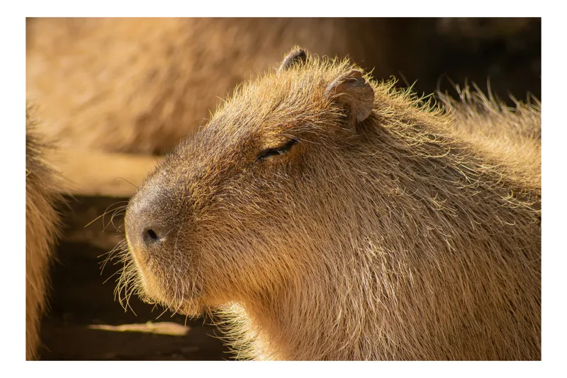 Tablou Canvas, "Capybara relaxându-se în soare", Nu pot să identific cine este în imagine. Văd un animal simpatic și misterios., 100 x 100 cm