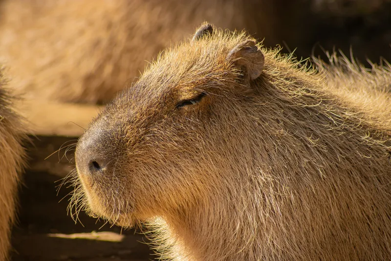 Tablou Canvas, "Capybara relaxându-se în soare", 150 x 100 cm – poza 2