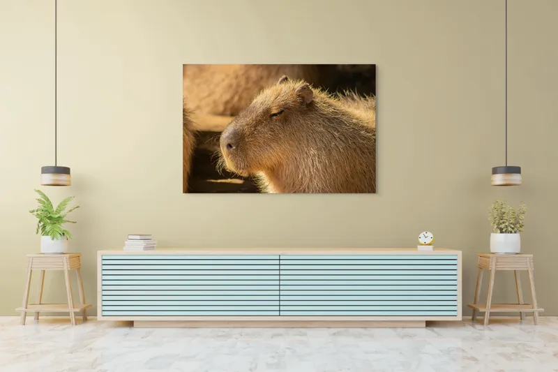 Tablou Canvas, "Capybara relaxându-se în soare", 150 x 100 cm – poza 6