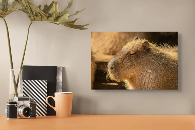 Tablou Canvas, "Capybara relaxându-se în soare", 39 x 26 cm – poza 3