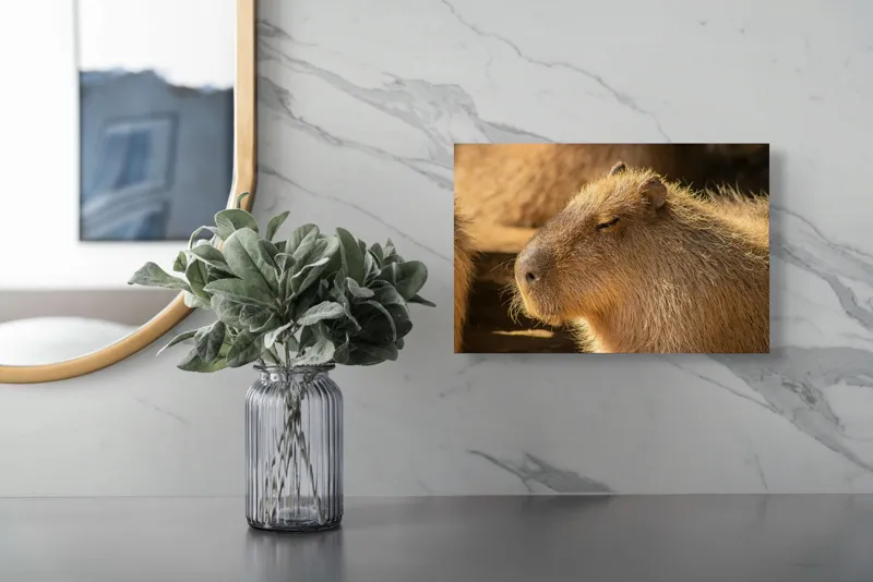 Tablou Canvas, "Capybara relaxându-se în soare", 39 x 26 cm – poza 5