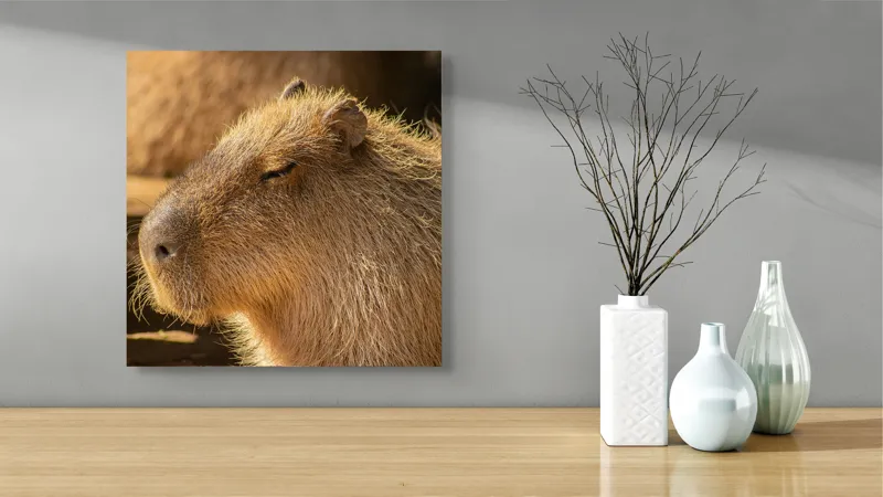 Tablou Canvas, "Capybara relaxându-se în soare", 50 x 50 cm – poza 3