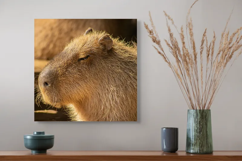 Tablou Canvas, "Capybara relaxându-se în soare", 50 x 50 cm – poza 4