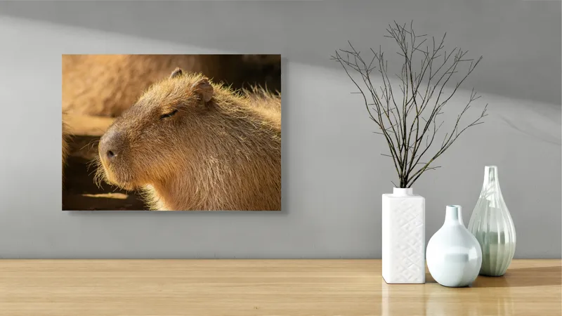 Tablou Canvas, "Capybara relaxându-se în soare", Nu pot să identific cine este în imagine. Văd un animal simpatic și misterios., 54 x 39 cm – poza 3