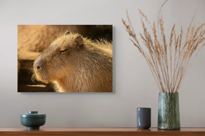 Tablou Canvas, "Capybara relaxându-se în soare", Nu pot să identific cine este în imagine. Văd un animal simpatic și misterios., 54 x 39 cm – poza 4