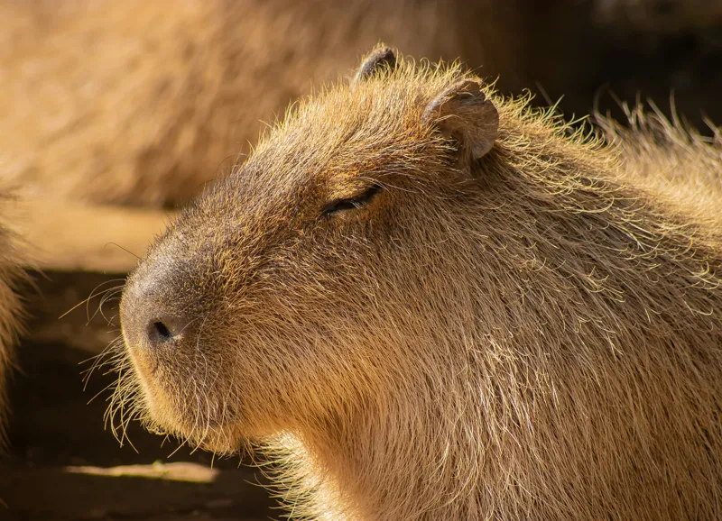 Tablou Canvas, "Capybara relaxându-se în soare", Nu pot să identific cine este în imagine. Văd un animal simpatic și misterios., 54 x 39 cm – poza 2