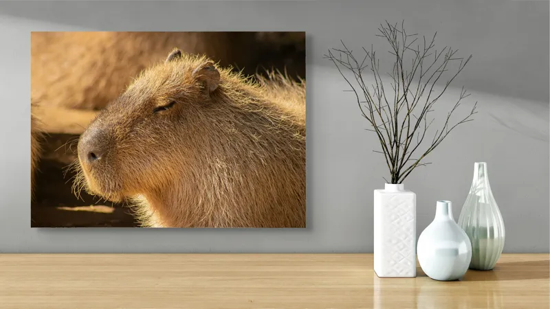 Tablou Canvas, "Capybara relaxându-se în soare", 70 x 50 cm – poza 3
