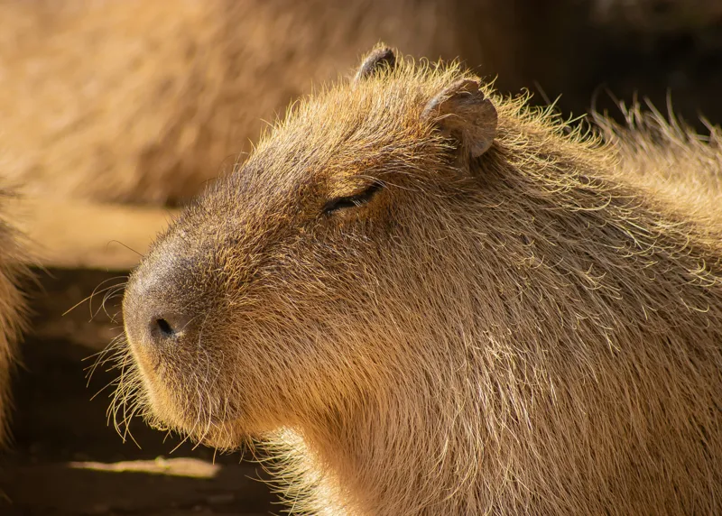 Tablou Canvas, "Capybara relaxându-se în soare", 70 x 50 cm – poza 2