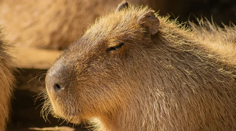Tablou Canvas, "Capybara relaxându-se în soare", 90 x 50 cm – poza 2