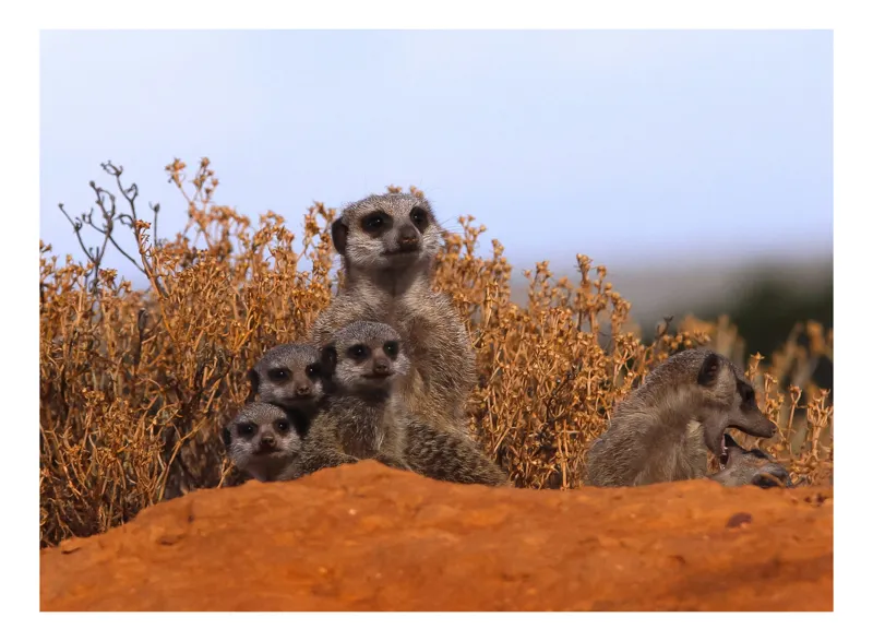 Tablou Canvas, "Colonia de manguste în deșert african", Meerkats, Grup, Deșert, Veghe, Curiozitate, Habitat, Animale, Natură, 70 x 50 cm