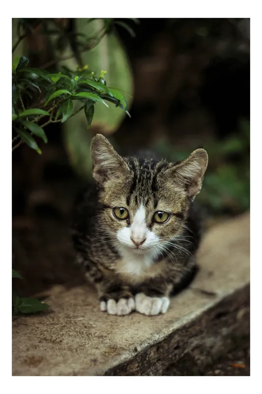 Tablou Canvas, "Pisoi gânditor sub frunziș verde", Neștiutor, Blând, Curios, Pui, Verdeață, Singuratic, Gingaș, Drăgălaș, Frunze, Observativ, 39 x 54 cm