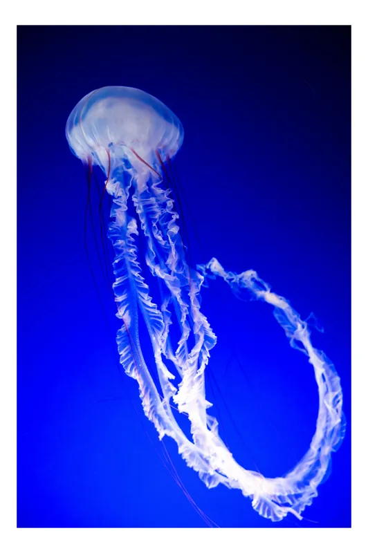 Tablou Canvas, "Meduză dansând în oceanul albastru", Meduză, Grație, Transparență, Albastru, Ocean, Eleganță, Unduire, 50 x 90 cm