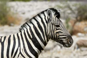 Tablou Canvas, "Zebra în peisaj african sălbatic", 150 x 100 cm – poza 2