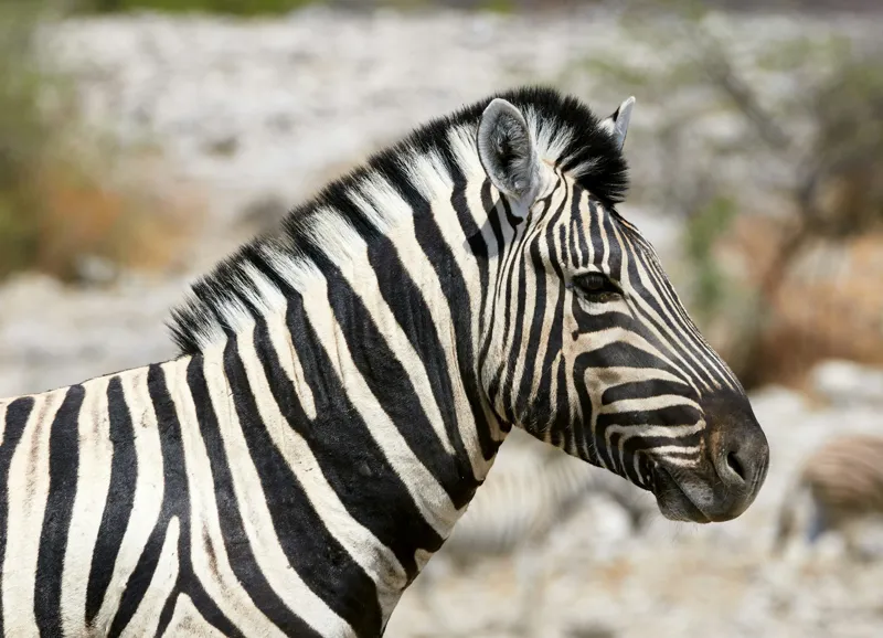 Tablou Canvas, "Zebra în peisaj african sălbatic", 54 x 39 cm – poza 2