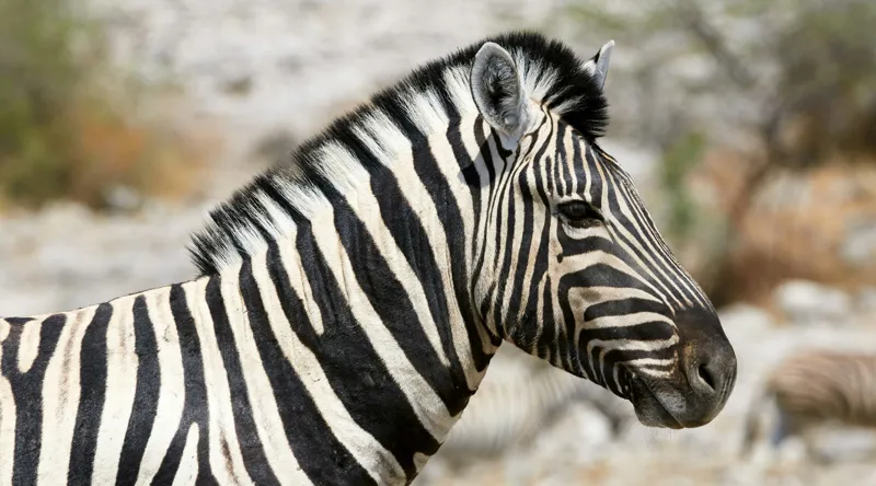 Tablou Canvas, "Zebra în peisaj african sălbatic", 90 x 50 cm – poza 2