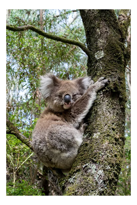 Tablou Canvas, "Koala în îmbrățișarea unui copac", Koala, Arbore, Blană, Natură, Eucalyptus, Somnoros, Ramură, Vegetație, 100 x 100 cm