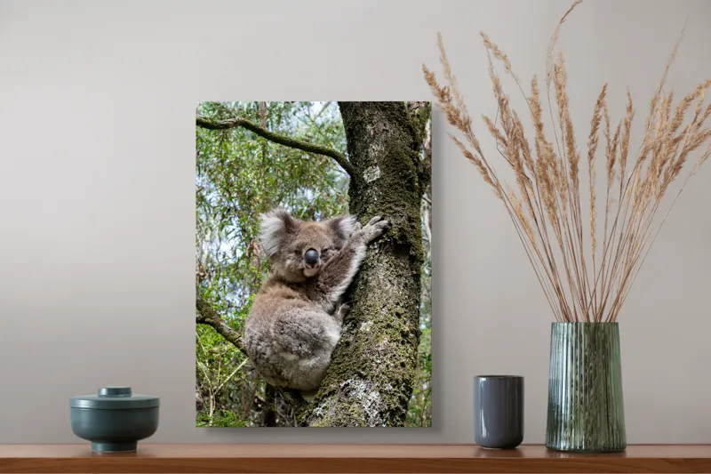 Tablou Canvas, "Koala în îmbrățișarea unui copac", Koala, Arbore, Blană, Natură, Eucalyptus, Somnoros, Ramură, Vegetație, 39 x 54 cm – poza 3