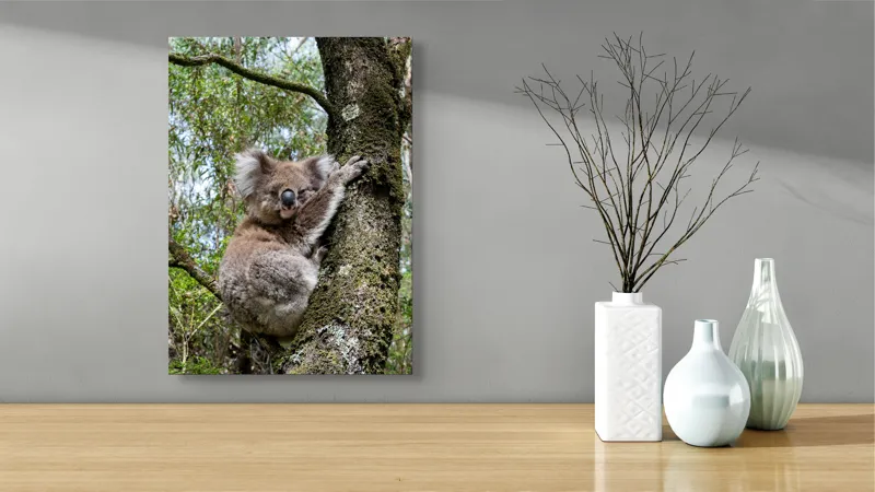 Tablou Canvas, "Koala în îmbrățișarea unui copac", Koala, Arbore, Blană, Natură, Eucalyptus, Somnoros, Ramură, Vegetație, 39 x 54 cm – poza 4