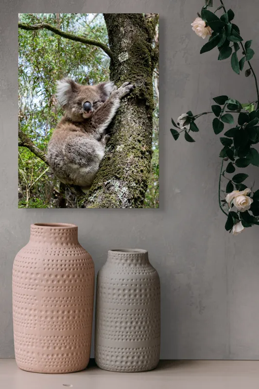 Tablou Canvas, "Koala în îmbrățișarea unui copac", Koala, Arbore, Blană, Natură, Eucalyptus, Somnoros, Ramură, Vegetație, 39 x 54 cm – poza 6