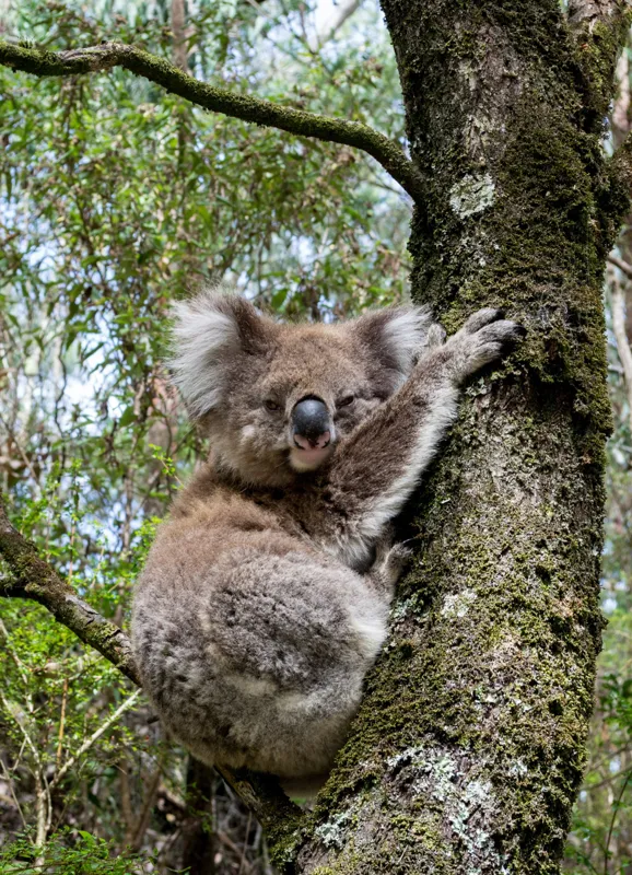 Tablou Canvas, "Koala în îmbrățișarea unui copac", Koala, Arbore, Blană, Natură, Eucalyptus, Somnoros, Ramură, Vegetație, 39 x 54 cm – poza 2