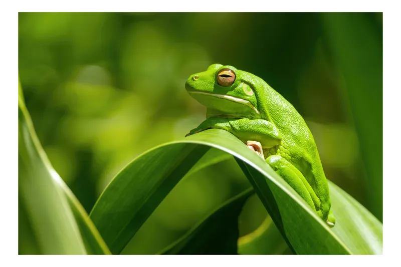 Tablou Canvas, "Broasca odihnindu-se pe frunze verzi", Broască, Verde, Frunze, Natură, Relaxare, Mediu, Vegetație, Primăvară, Înconjurător, Imagine, Vitalitate, Ecosistem, Camuflaj, Amfibian, Viu, 54 x 39 cm