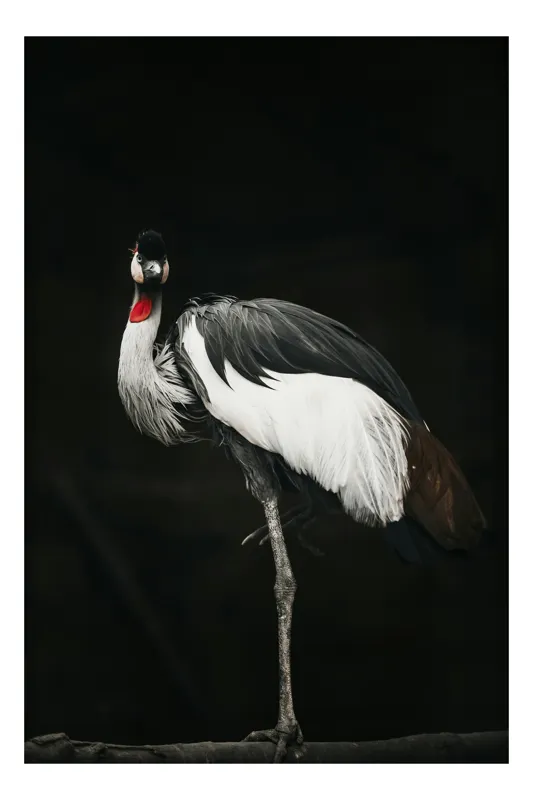 Tablou Canvas, "Grațioasa dansatoare pe o labă", Elegant, Regal, Fragil, Misterios, Eteric, Distinctiv, Gracil, 50 x 70 cm