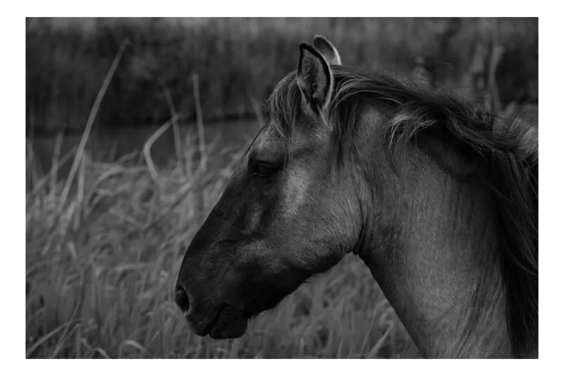 Tablou Canvas, "Un cal singuratic în amurg", Calm, Elegance, Nature, Serenity, Grace, Equine, Tranquility, Beauty, 39 x 26 cm