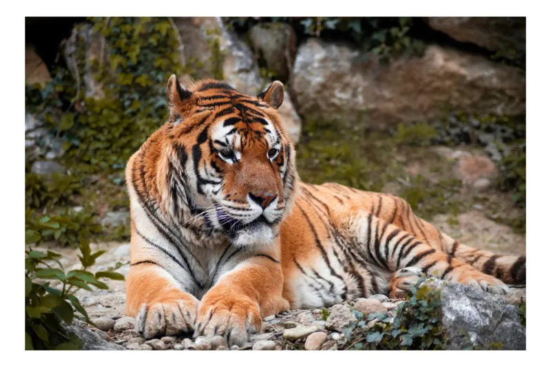 Tablou Canvas, "Tigru relaxându-se în natură luxuriantă", Tigru, Blană, Dungi, Vegetație, Stâncă, Privire, Natură, Relaxează, Putere, Majestuos, 100 x 100 cm