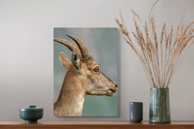 Tablou Canvas, "Capra curioasă în peisaj montan", Capră, Corn, Blană, Profil, Privire, Contrast, Natură, Serenitate, 39 x 54 cm – poza 3
