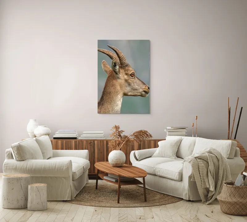 Tablou Canvas, "Capra curioasă în peisaj montan", Capră, Corn, Blană, Profil, Privire, Contrast, Natură, Serenitate, 70 x 100 cm – poza 4