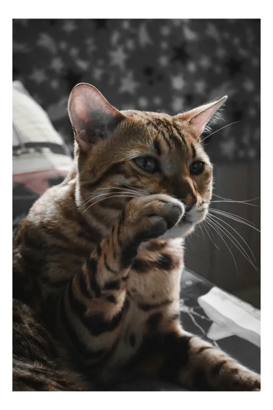 Tablou Canvas Pisică Bengaleză în Moment de Gândire Artă Murală, 50 x 90 cm