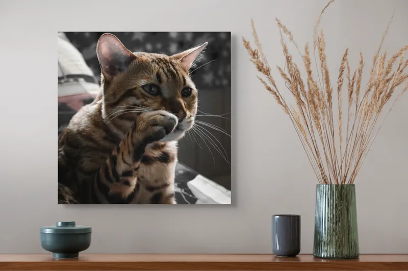 Tablou Canvas Pisică Bengaleză în Moment de Gândire Artă Murală, 50 x 50 cm – poza 4