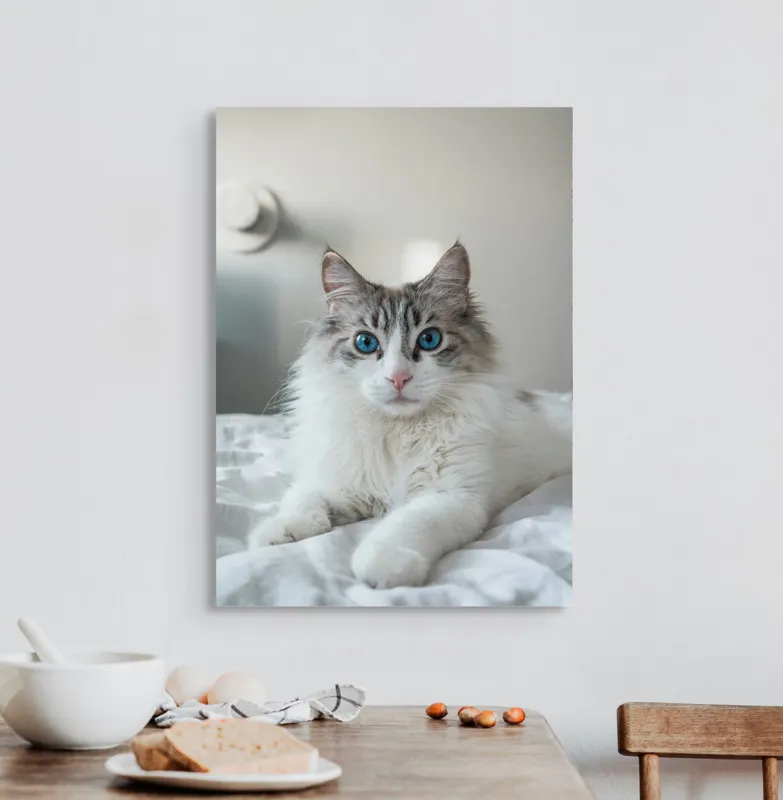 Tablou Canvas, "Pisica cu ochii de safir", Blană, Alb, Ochi, Albastru, Pisică, Pernă, Privire, Delicat, 50 x 70 cm – poza 3