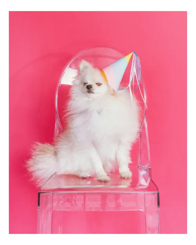 Tablou Canvas, "Cățeluș festin în culori vesele", Dog, Fluffy, Hat, Pink, Chair, Cute, Relaxed, 39 x 54 cm