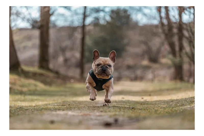 Tablou Canvas Natură Bulldog în pădure deasă Primăvară Energie, 100 x 100 cm