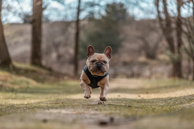 Tablou Canvas Natură Bulldog în pădure deasă Primăvară Energie, 150 x 100 cm – poza 2