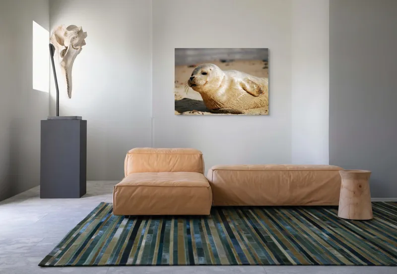 Tablou Canvas, "Focă odihnindu-se pe nisipul cald", 100 x 70 cm – poza 7