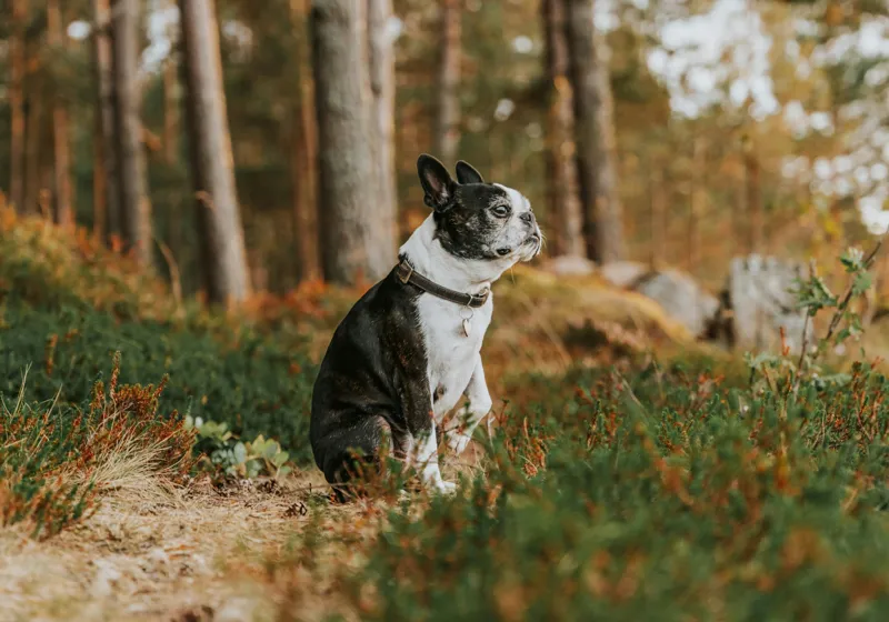Tablou Canvas, "Boston Terrier contemplând în pădurea deasă", Câine, Pădure, Toamnă, Liniște, Natură, Blană, Verde, Copaci, Relaxare, Meditație, 100 x 70 cm – poza 2