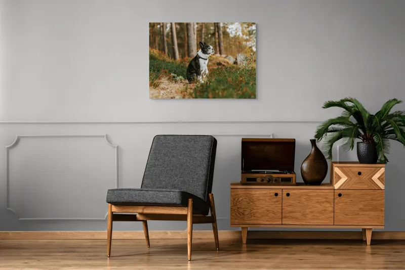Tablou Canvas, "Boston Terrier contemplând în pădurea deasă", Câine, Pădure, Toamnă, Liniște, Natură, Blană, Verde, Copaci, Relaxare, Meditație, 100 x 70 cm – poza 8