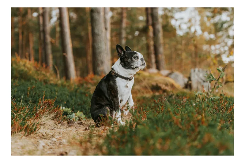 Tablou Canvas, "Boston Terrier contemplând în pădurea deasă", Câine, Pădure, Toamnă, Liniște, Natură, Blană, Verde, Copaci, Relaxare, Meditație, 54 x 39 cm