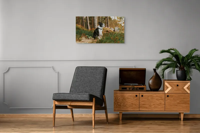Tablou Canvas, "Boston Terrier contemplând în pădurea deasă", Câine, Pădure, Toamnă, Liniște, Natură, Blană, Verde, Copaci, Relaxare, Meditație, 90 x 50 cm – poza 6
