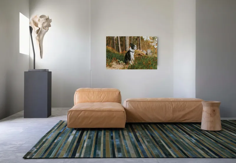 Tablou Canvas, "Boston Terrier contemplând în pădurea deasă", Câine, Pădure, Toamnă, Liniște, Natură, Blană, Verde, Copaci, Relaxare, Meditație, 90 x 50 cm – poza 8