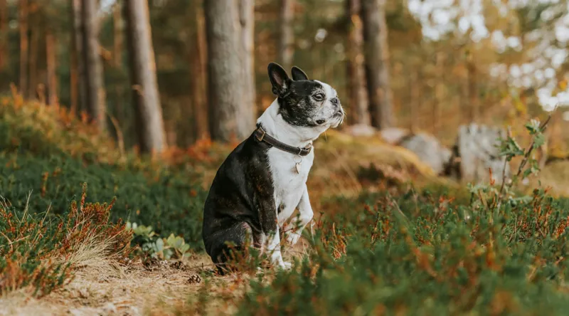 Tablou Canvas, "Boston Terrier contemplând în pădurea deasă", Câine, Pădure, Toamnă, Liniște, Natură, Blană, Verde, Copaci, Relaxare, Meditație, 90 x 50 cm – poza 2