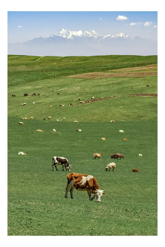 Tablou Canvas, "Vaci păscând în umbra munților înzăpeziți", Câmpie, Vaci, Verdeață, Munți, Cer, Peisaj, Natură, Liniște, Pajiște, Pășune, 50 x 70 cm
